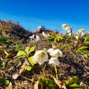Stubenalm Schneekaran