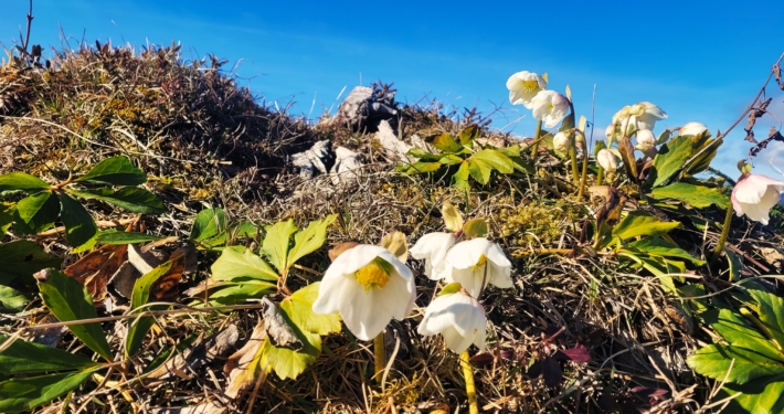 Stubenalm Schneekaran