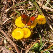 Stubenalm Tagpfauenauge