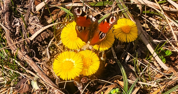 Stubenalm Tagpfauenauge